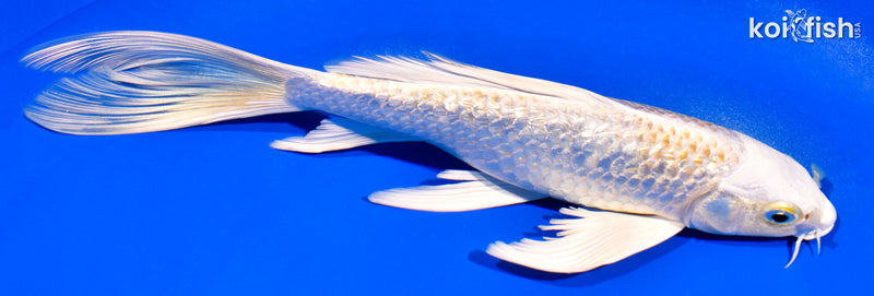 8.25" GINRIN HARIWAKE BUTTERFLY