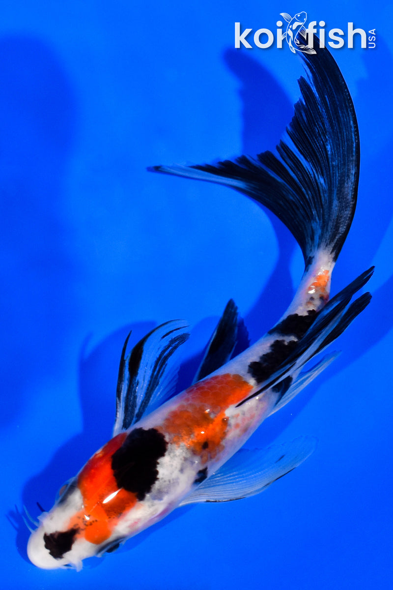 5.25" SANKE BUTTERFLY