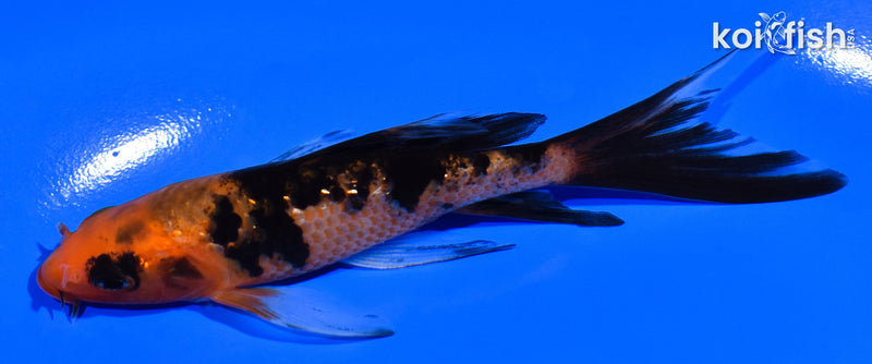 4" GINRIN AKA BEKKO BUTTERFLY