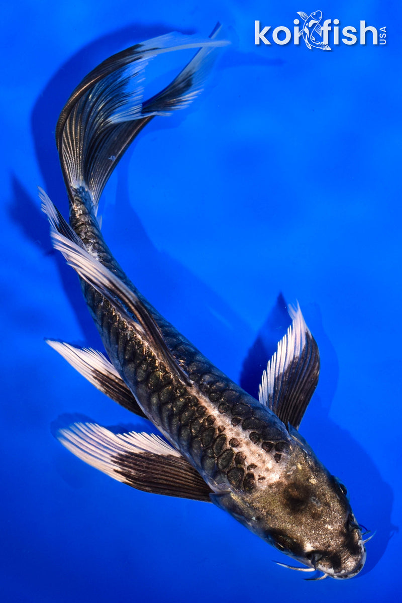 7.75" DOITSU NEZU OGON BUTTERFLY