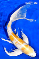 11.25" HARIWAKE BUTTERFLY