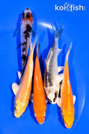 PACK OF (5) 3-4" MIXED STANDARD KOI