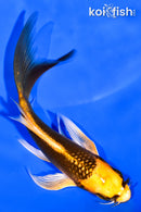 4.75" KI MATSUBA BUTTERFLY