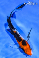 5.5" SANKE BUTTERFLY