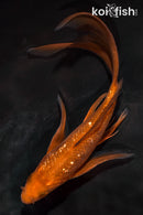 6" GINRIN CHAGOI BUTTERFLY