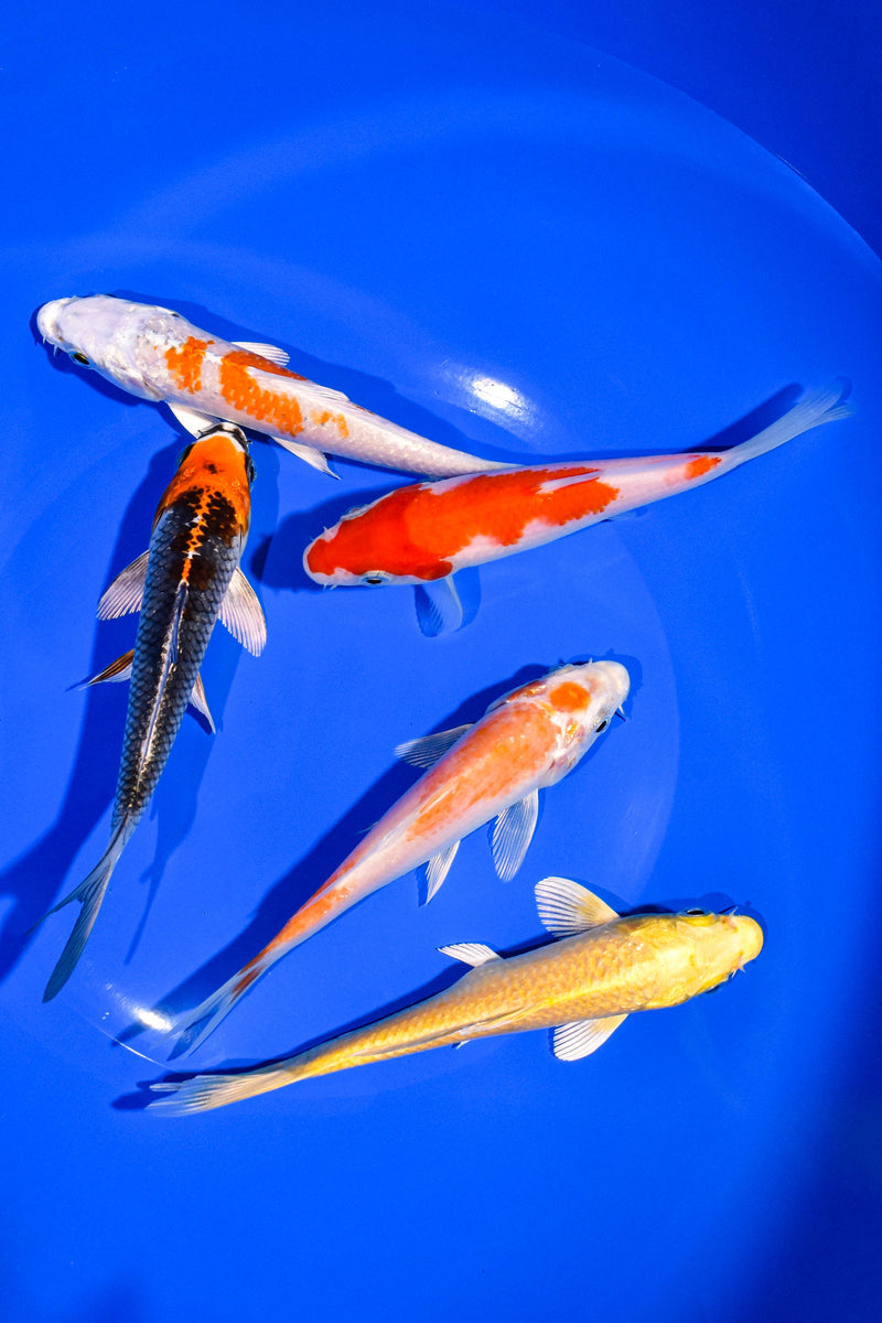 PACK OF (5) 5-6" STANDARD KOI