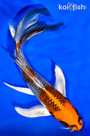 6.75" KUJAKU BUTTERFLY