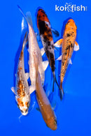 PACK OF (5) 3-4" MIXED STANDARD KOI