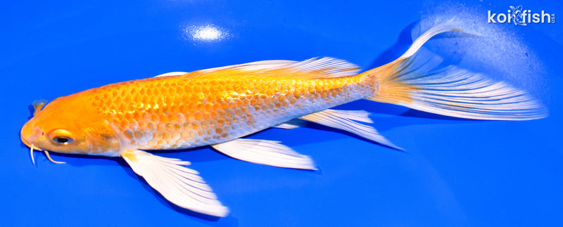 8.25" GINRIN HARIWAKE BUTTERFLY