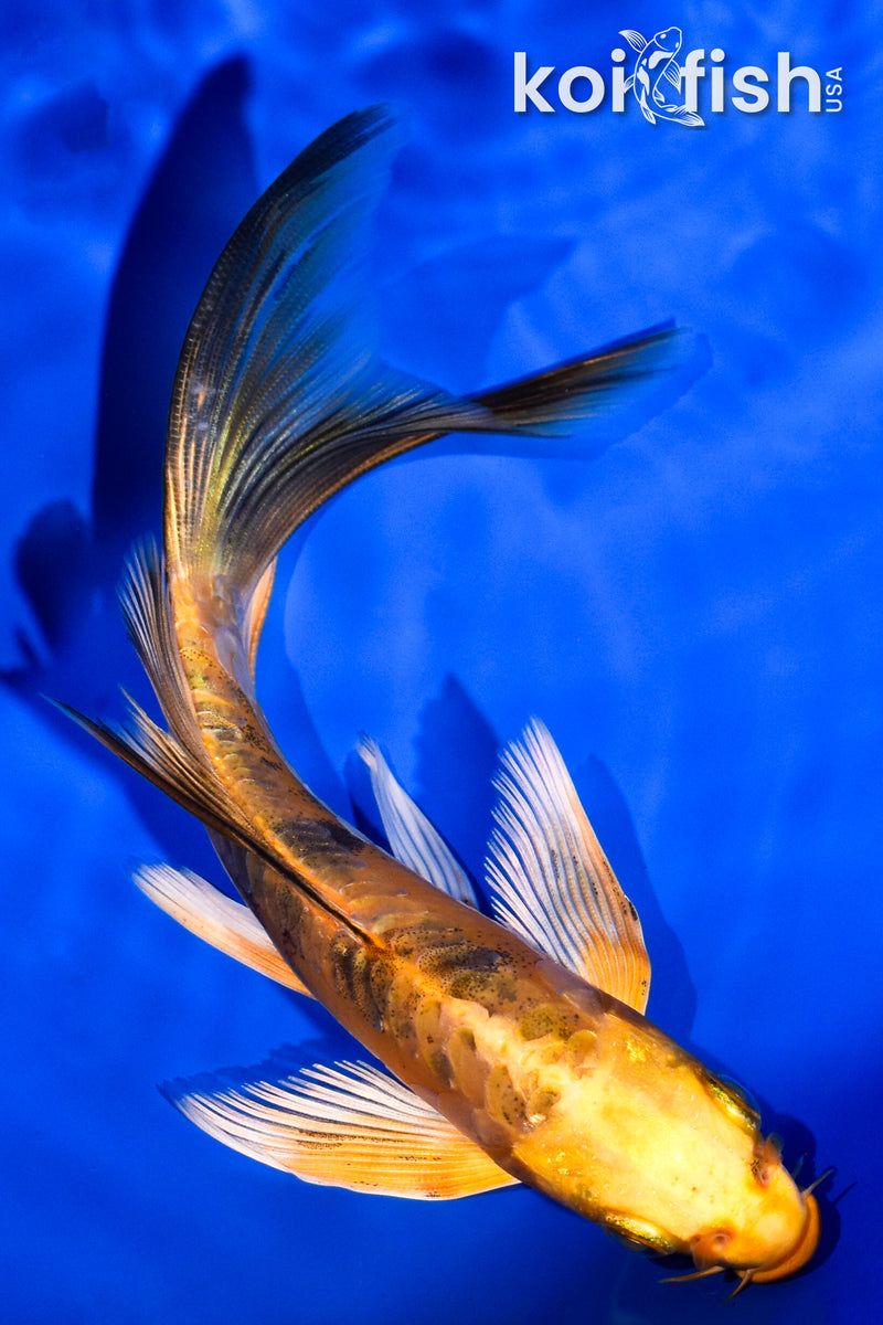 6" DOITSU ORENJI BEKKO