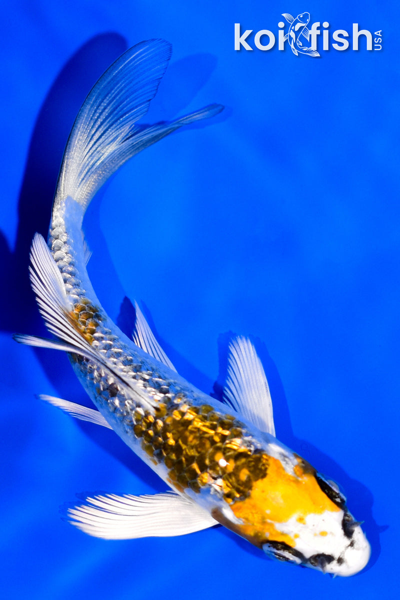3.75" GINRIN KUJAKU BUTTERFLY