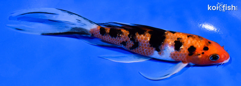 6.5" GINRIN AKA SANKE BUTTERFLY