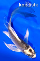 4.75" KABUTO BUTTERFLY