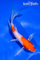 5" HARIWAKE BUTTERFLY