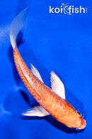 5" ARAGOKE HARIWAKE BUTTERFLY