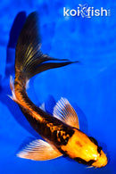 5.5" ARAGOKE BENI KIKOKURYU BUTTERFLY