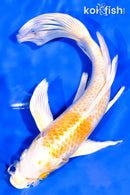 8" HARIWAKE BUTTERFLY