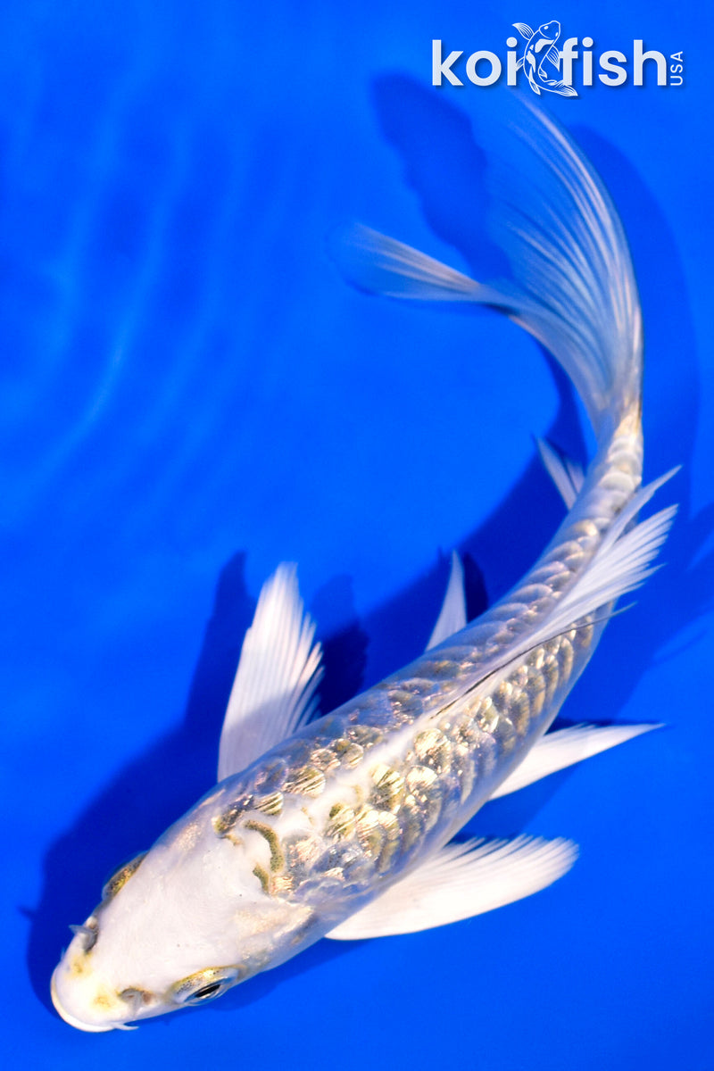 5.5" GINRIN ARAGOKE KUJAKU BUTTERFLY