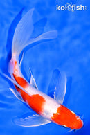 7.25" YAMATO NISHIKI BUTTERFLY