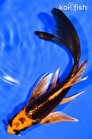 6" ORENJI MATSUBA BUTTERFLY