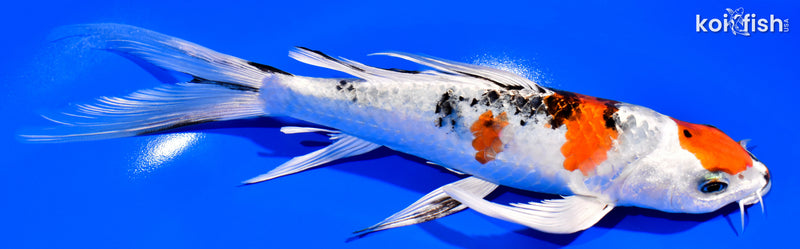 8.5" YAMATO NISHIKI BUTTERFLY