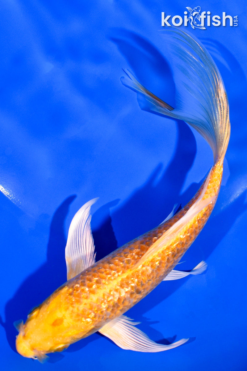7.25" YAMABUKI OGON BUTTERFLY