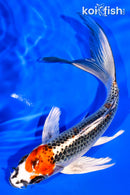 6.75" KUJAKU BUTTERFLY