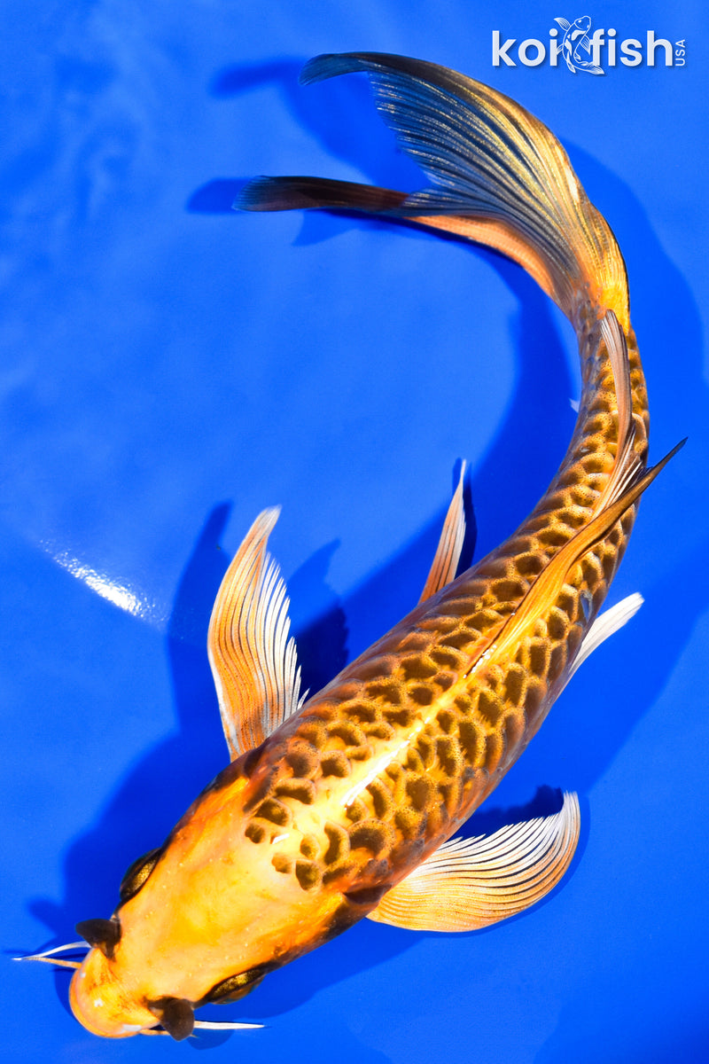 7.75" DOITSU ORENJI MATSUBA BUTTERFLY