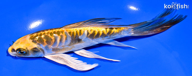 7.25" ARAGOKE KIN KIKOKURYU BUTTERFLY