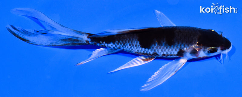 5.25" GOSHIKI BUTTERFLY