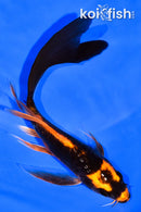 5.75" BENI KIKOKURYU BUTTERFLY