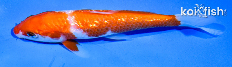 5" GINRIN KOHAKU