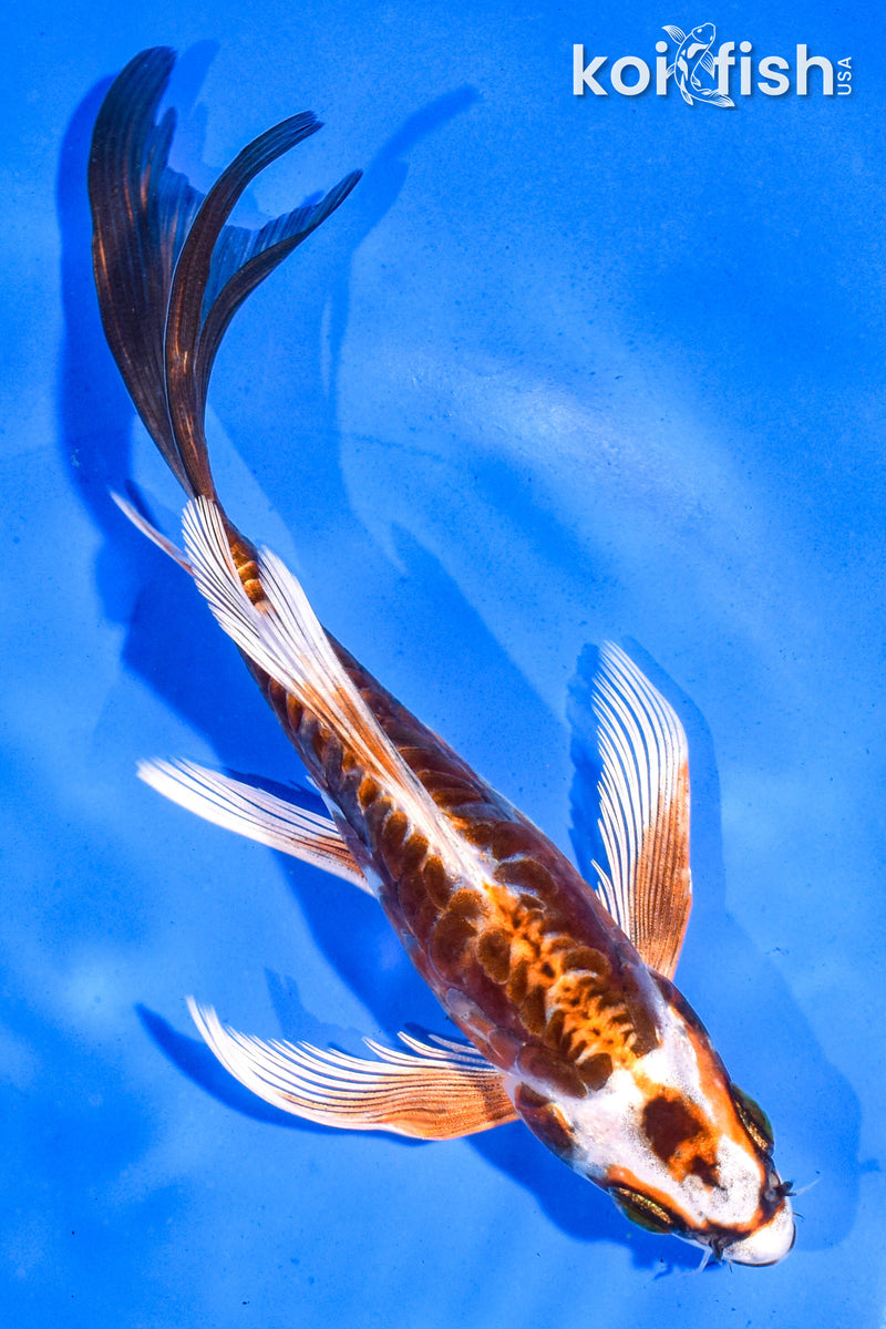 5.5" ARAGOKE BENI KIKOKURYU BUTTERFLY