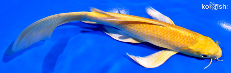 7.75" YAMABUKI OGON BUTTERFLY