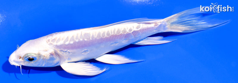 5.25" ARAGOKE PLATINUM OGON BUTTERFLY