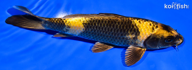 7.75" KIN KI UTSURI