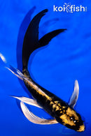 7.5" ARAGOKE KABUTO BUTTERFLY