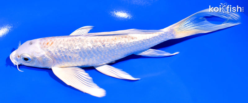 7.25" GINRIN HARIWAKE BUTTERFLY