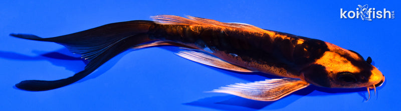 6" BENI KIKOKURYU BUTTERFLY