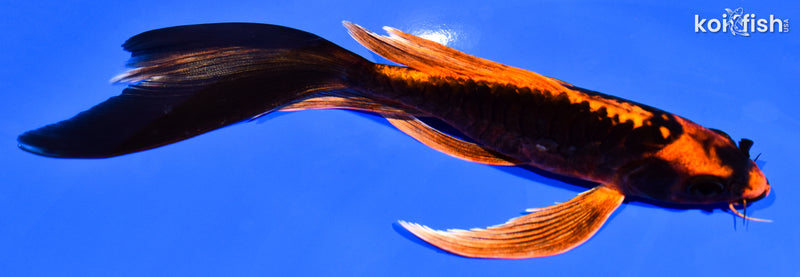 7" ARAGOKE BENI KIKOKURYU BUTTERFLY