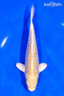 6.25" GINRIN YAMABUKI OGON