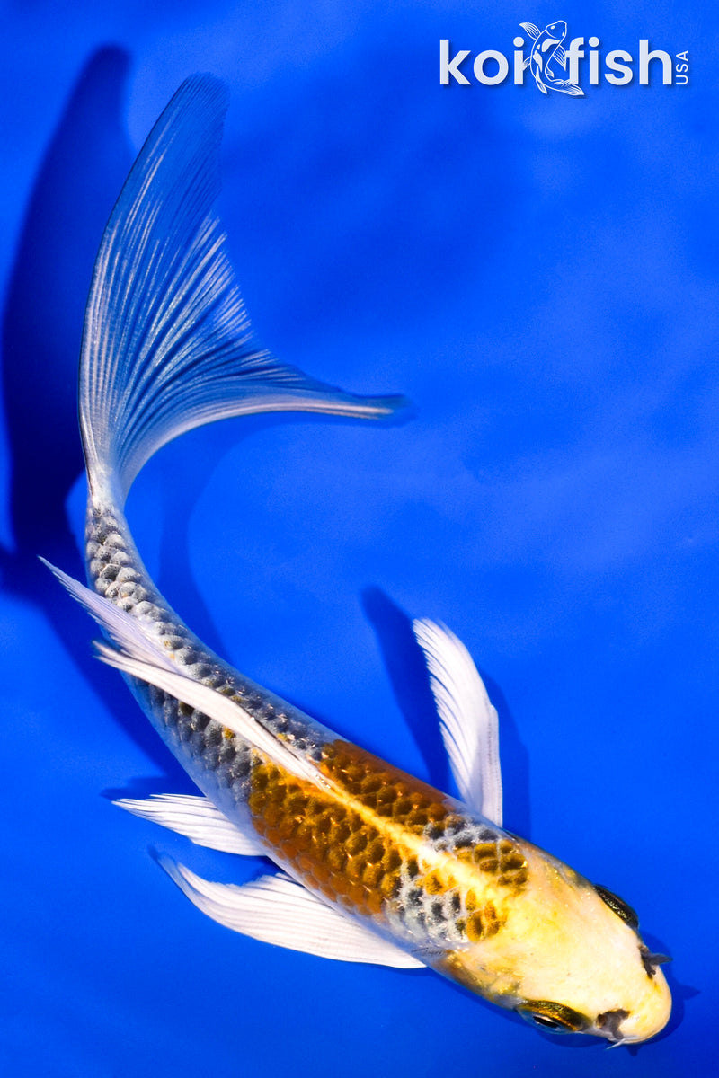 5" GINRIN KUJAKU BUTTERFLY