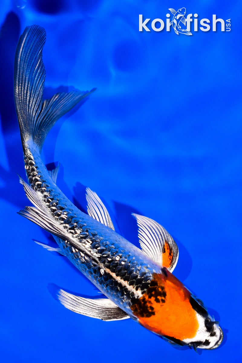 4.5" GINRIN KUJAKU BUTTERFLY