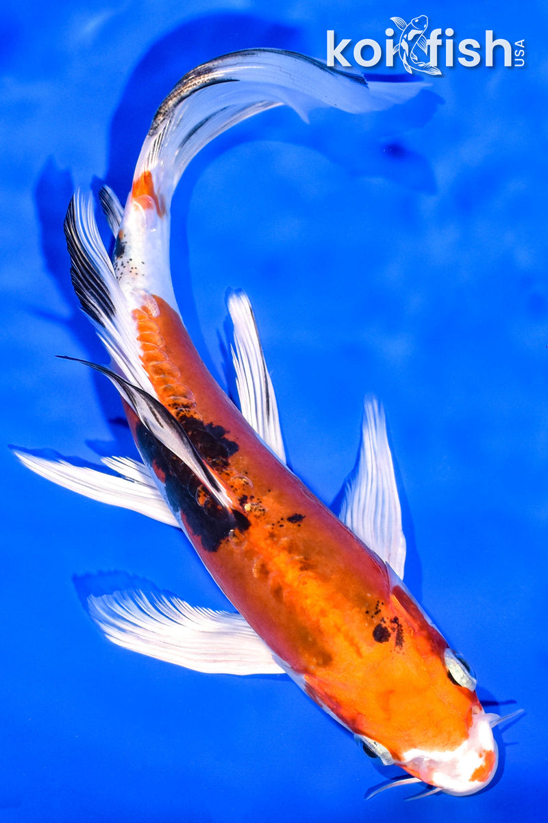 7.5" HEISEI NISHIKI BUTTERFLY