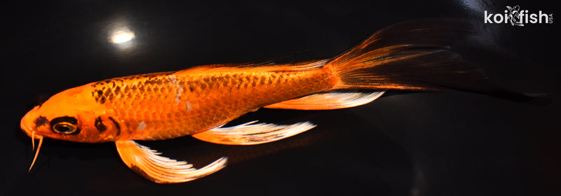 7.5" ORENJI MATSUBA BUTTERFLY