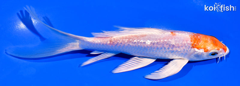 6.25" GINRIN HARIWAKE BUTTERFLY
