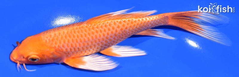 7" ORENJI OGON BUTTERFLY