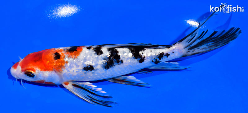 6.75" GINRIN SANKE BUTTERFLY