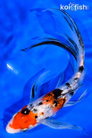 7.75" GINRIN SANKE BUTTERFLY