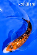 4.5" GINRIN AKA SANKE BUTTERFLY